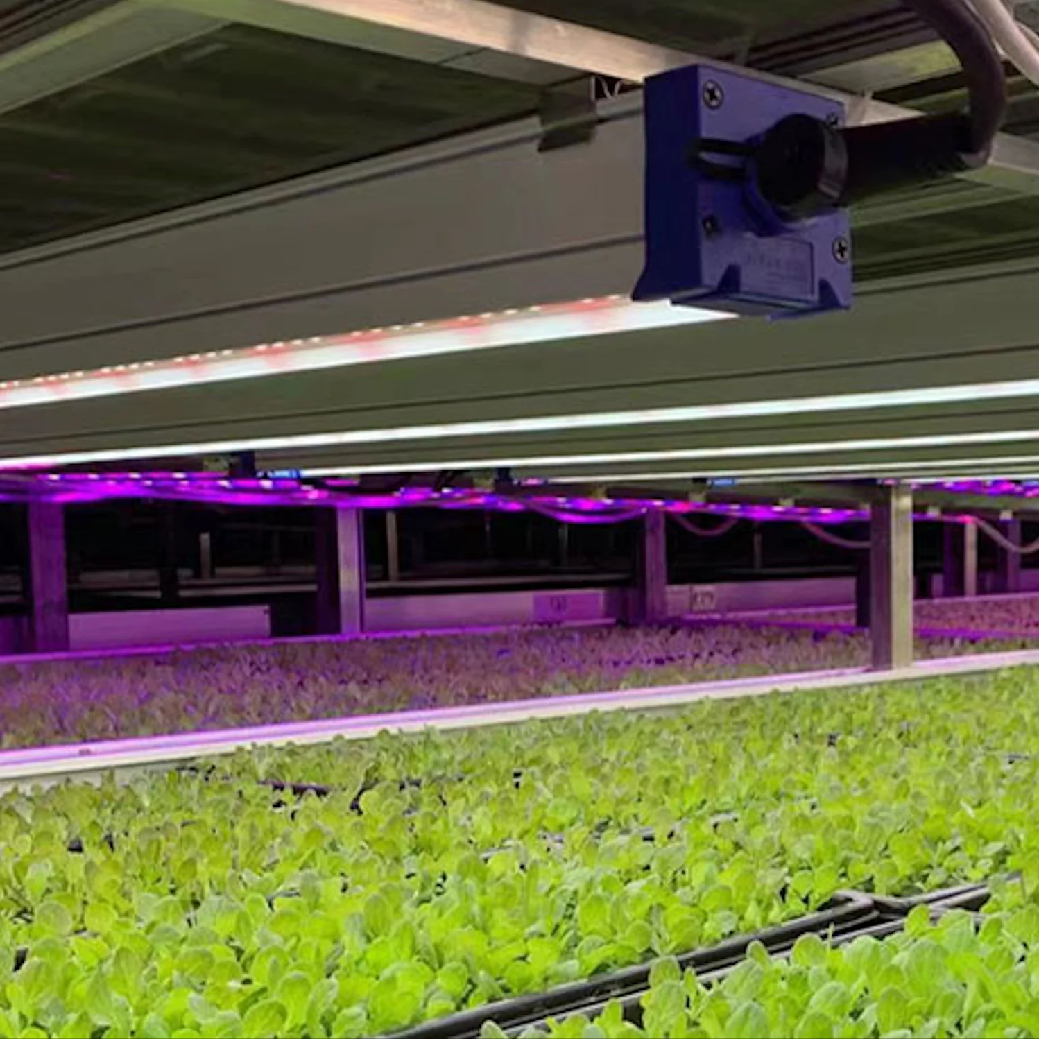 Astrica | 45W LED Indoor Grow Light F3 Spectrum - Image 3
