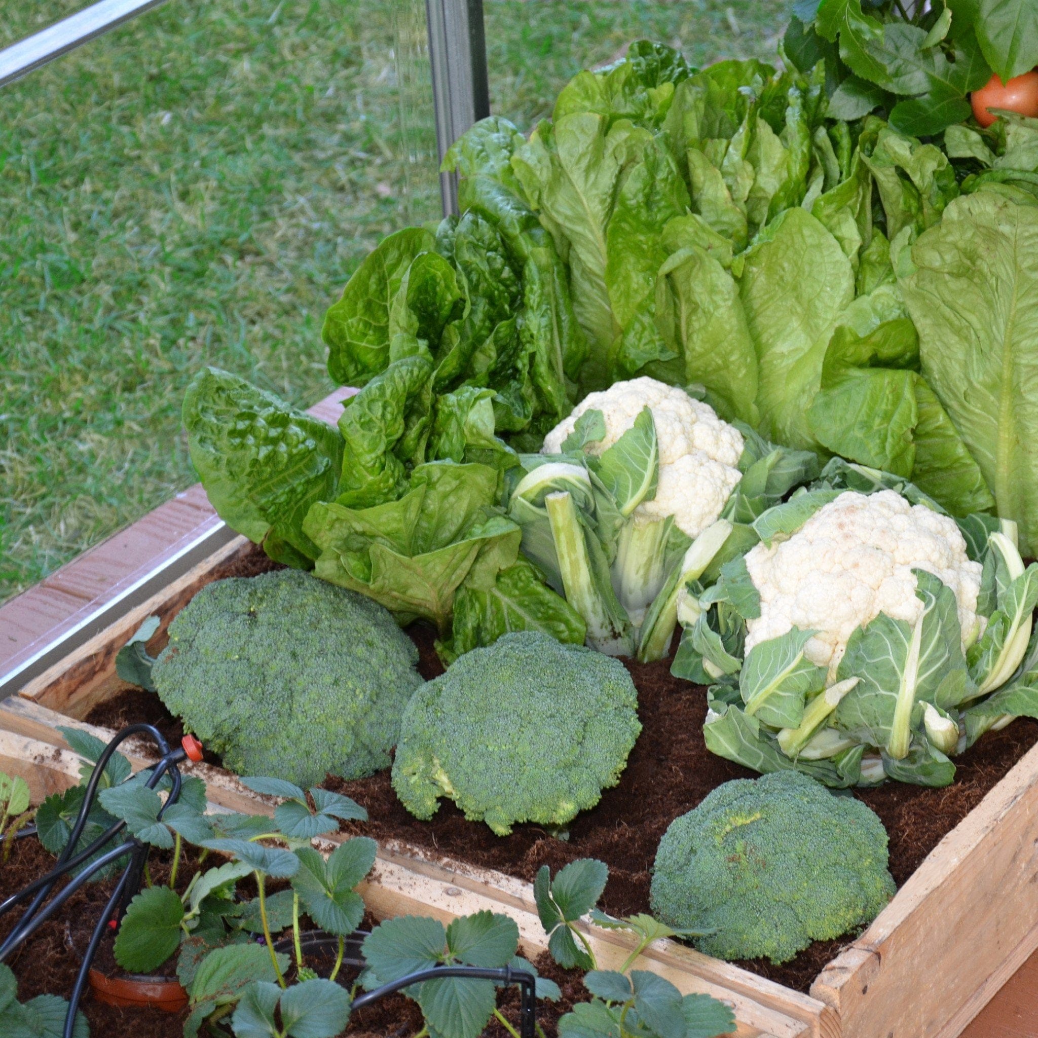 Palram - Canopia | Drip Irrigation Kit - Image 3