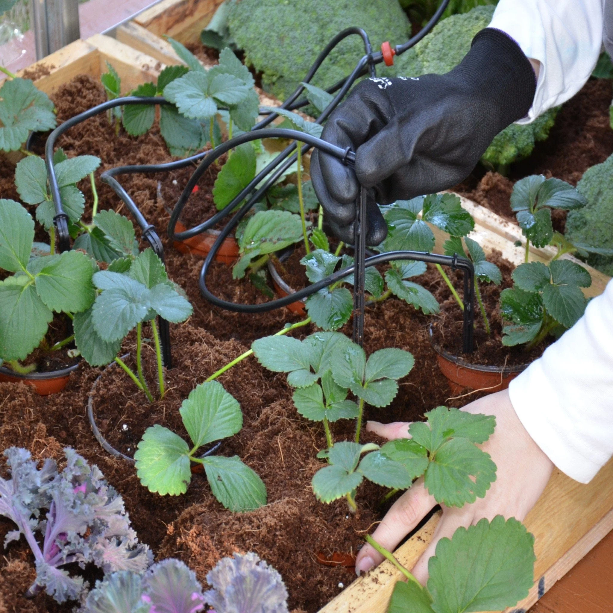 Palram - Canopia | Drip Irrigation Kit - Image 4