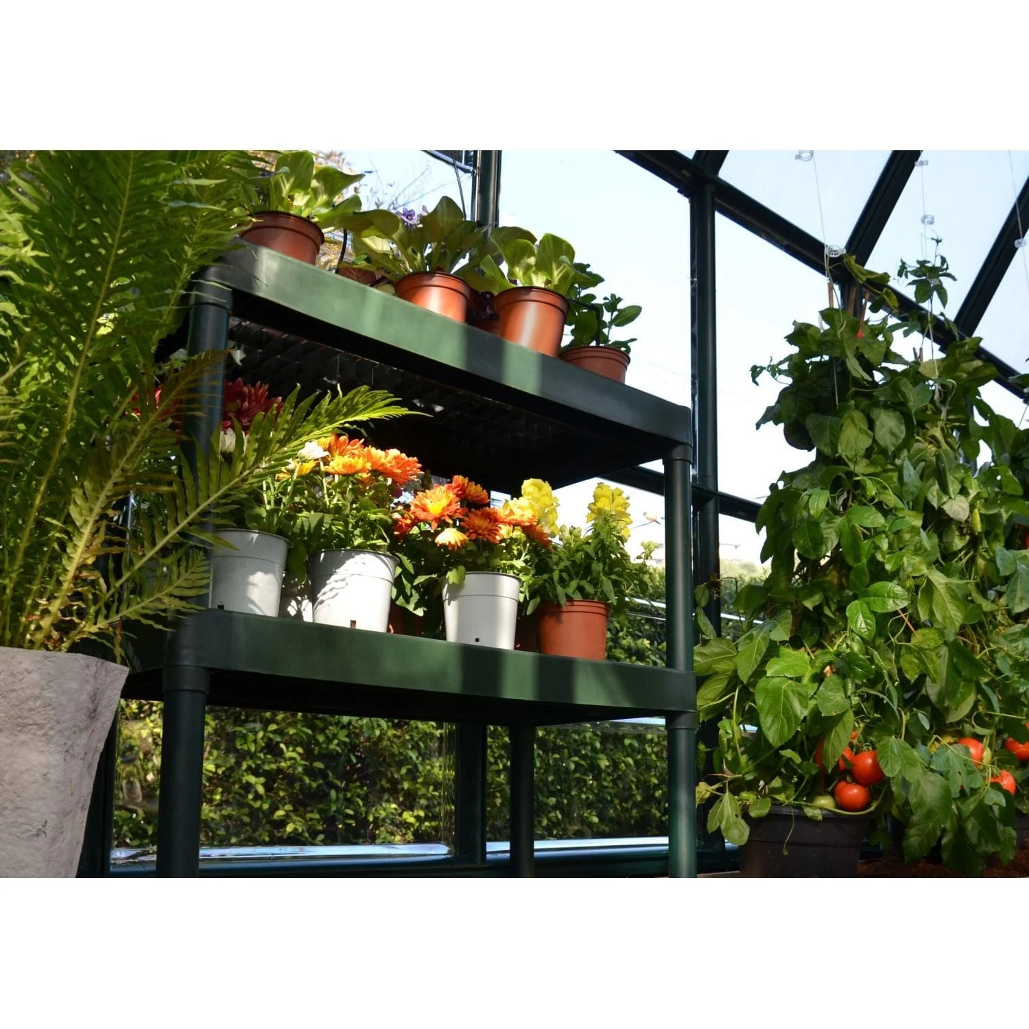 Palram - Canopia | 8x8 ft Prestige Diffused Greenhouse Kit Package - Green With 6mm Twin-wall Polycarbonate Glazing - Image 8