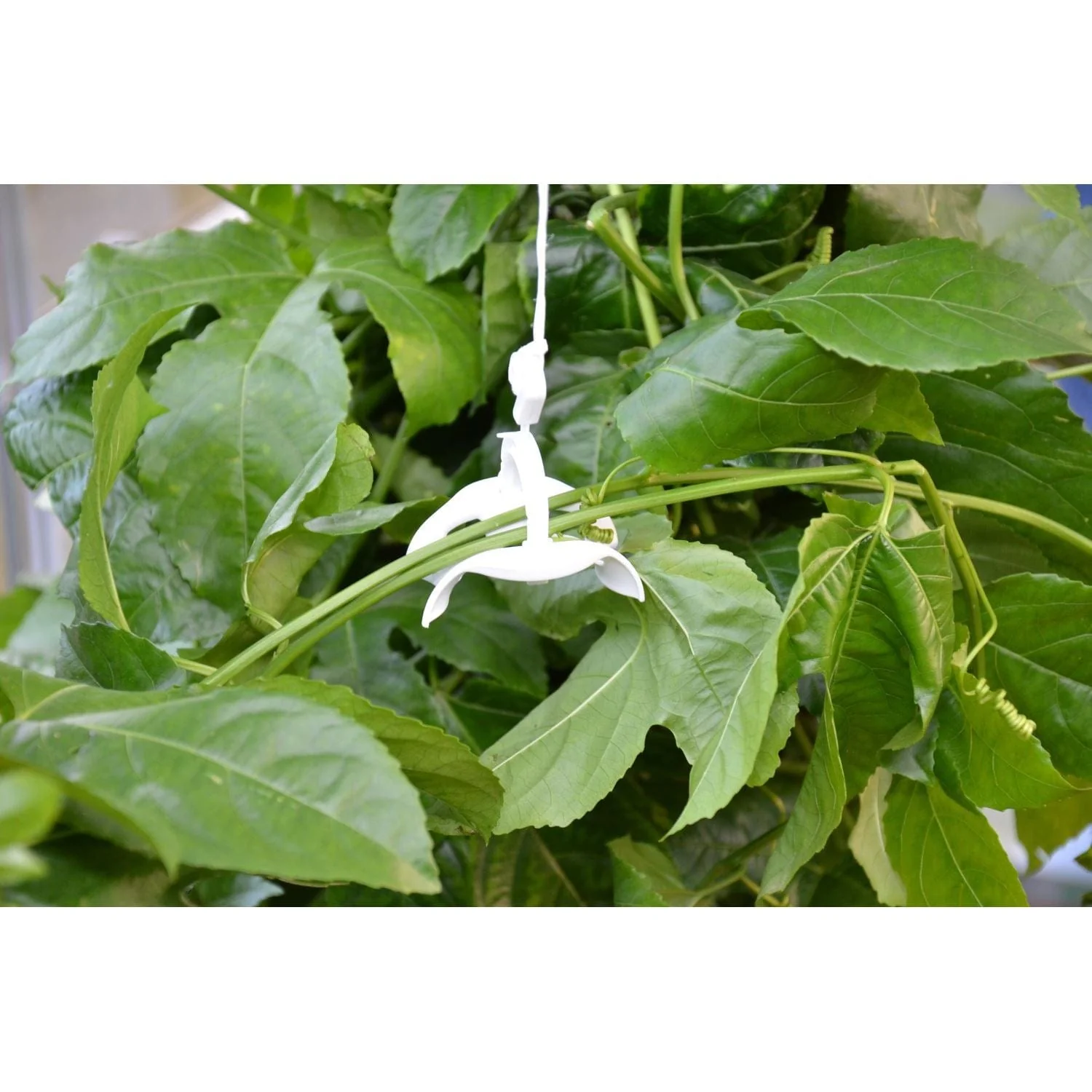 Palram - Canopia | Trellising Kit Pro for Palram - Canopia Greenhouses - Image 8
