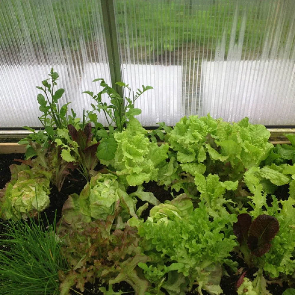 Hoklartherm | 7ft 8in x 10ft 6in x 7ft 1in Riga 3S Hobby Greenhouse Kit With 8mm Twin-wall Polycarbonate Glazing - Image 9