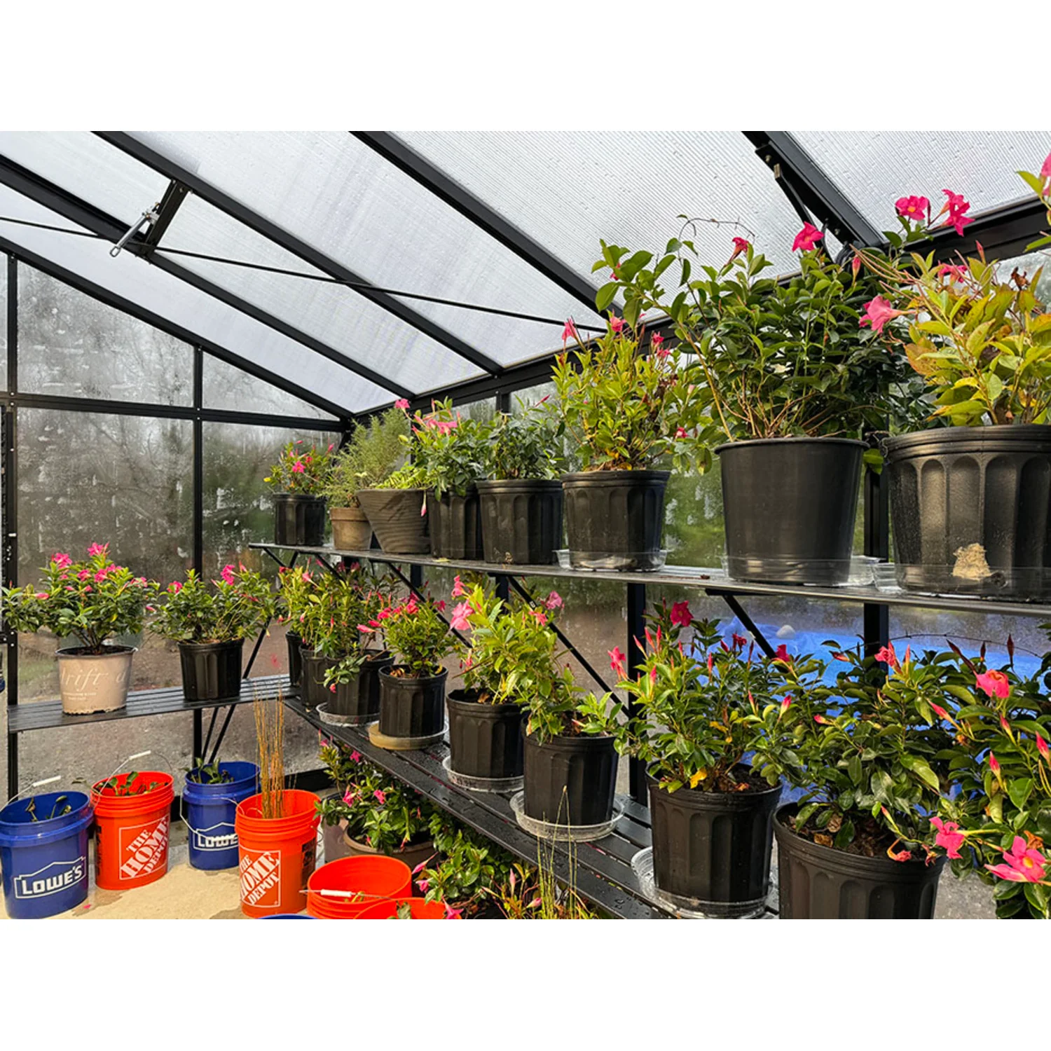 Janssens | Victorian Greenhouse Slat Shelving - Image 8