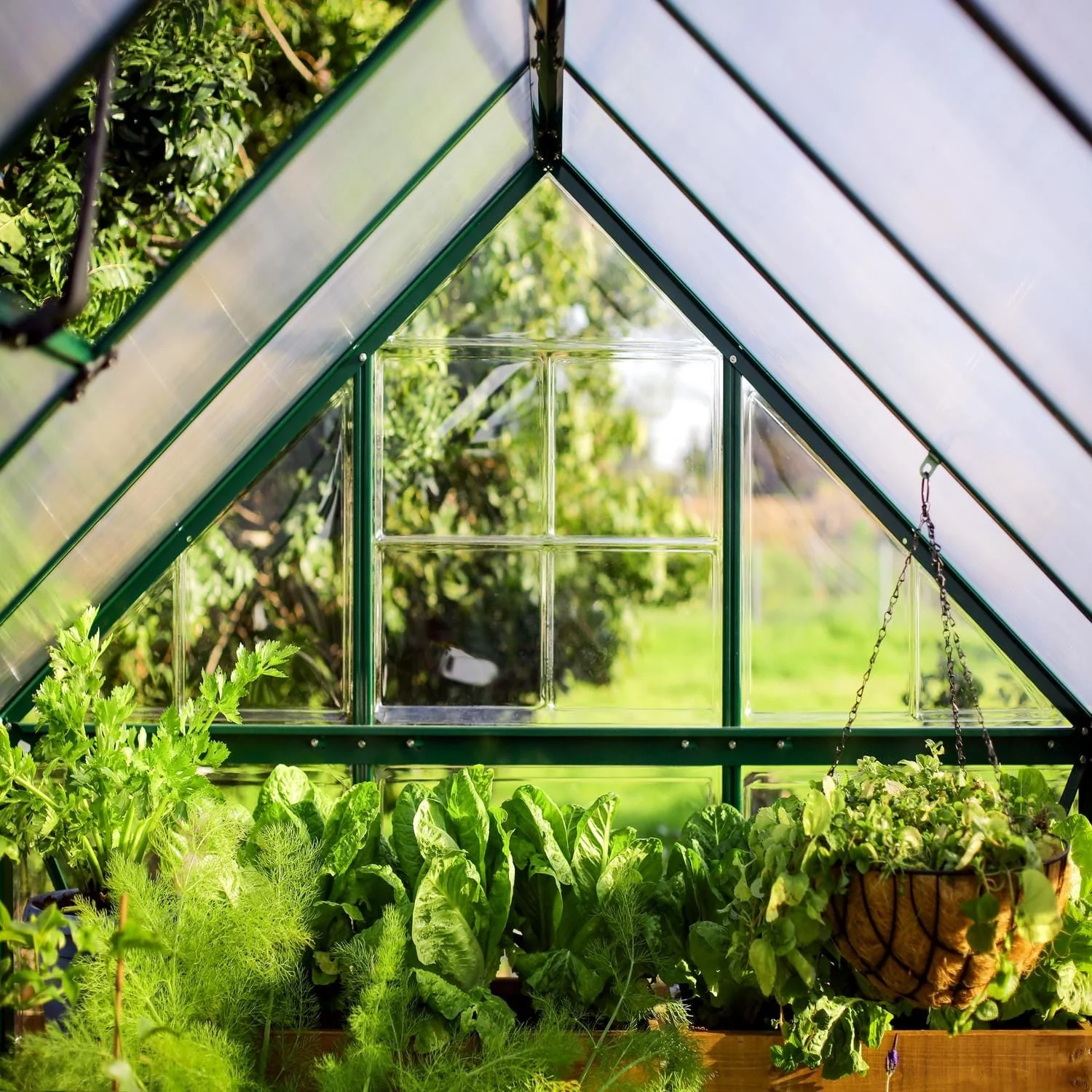 Palram - Canopia | 6x10 ft Hybrid Greenhouse Kit - Green With 0.8mm Polycarbonate Glazing - Image 13