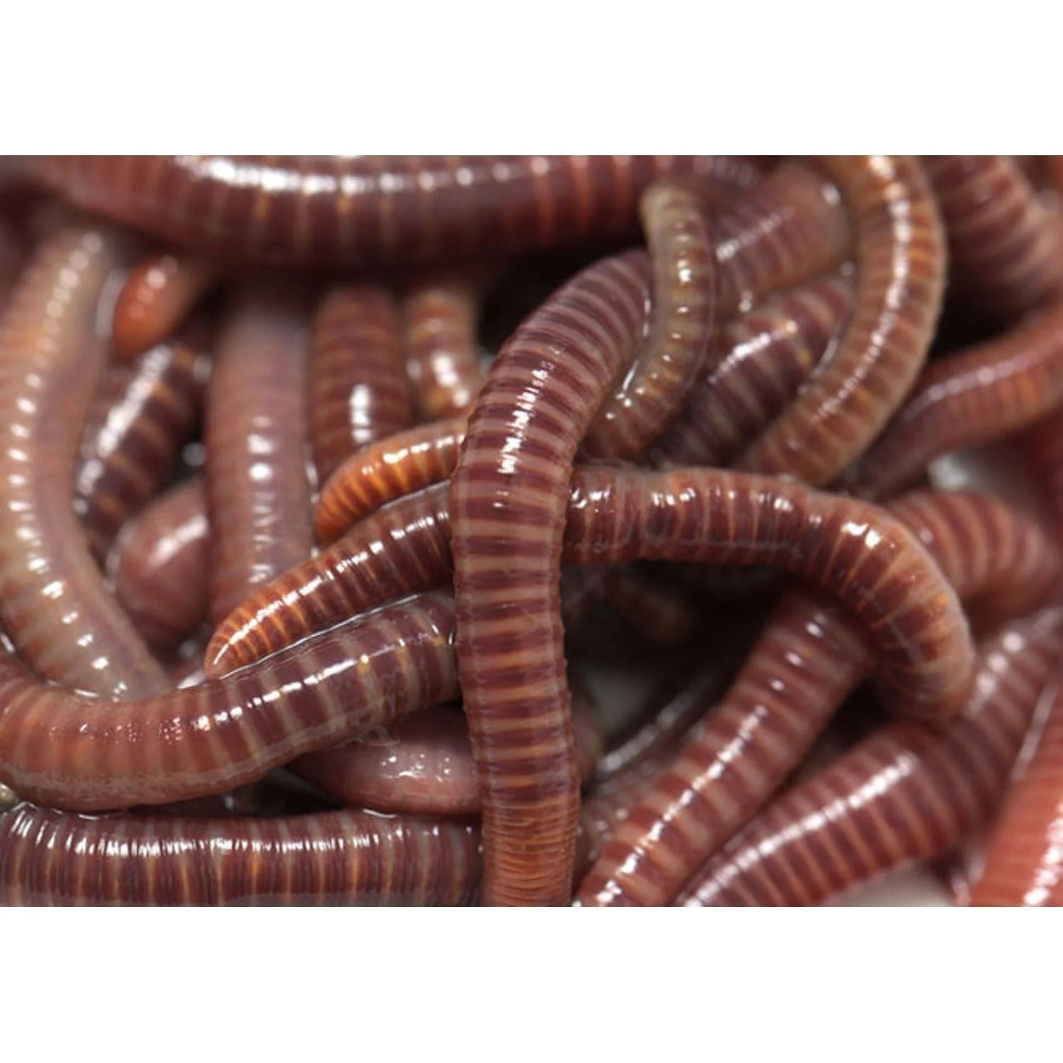 Riverstone | Maze Worm Farm Starter Kit with Plastic Legs - Image 11